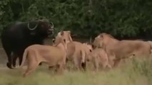 Elefantes Salvam Búfalos Dos Leões  // Altura Da Girafa Vira Respeito  // Hienas Tentam Vingança
