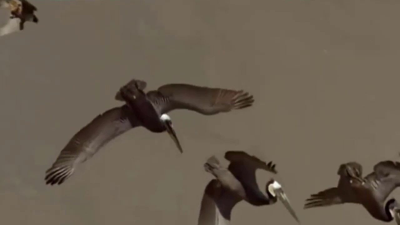 Falcão-Peregrino, Superbird E Super Mãe // Leopardo Atrevido E Destemido