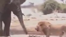 Quando O Elefante Impõe Respeito Ao Leão // Mangustos Atacam Cascavel