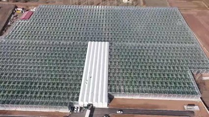 Sivas'ın ilk jeotermal serasının domatesleri Almanya'ya ihraç edildi