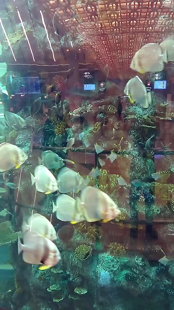 ⁣largest aquarium