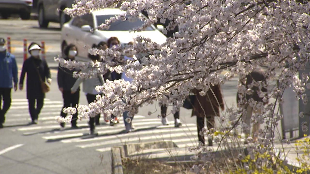"통제 전에 가야지"...벚꽃 핀 여의도에 인파 '가득' / YTN