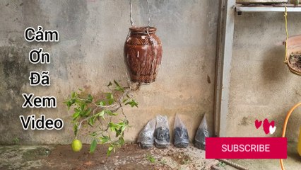 Cách làm 1 cây bonsai treo ngược