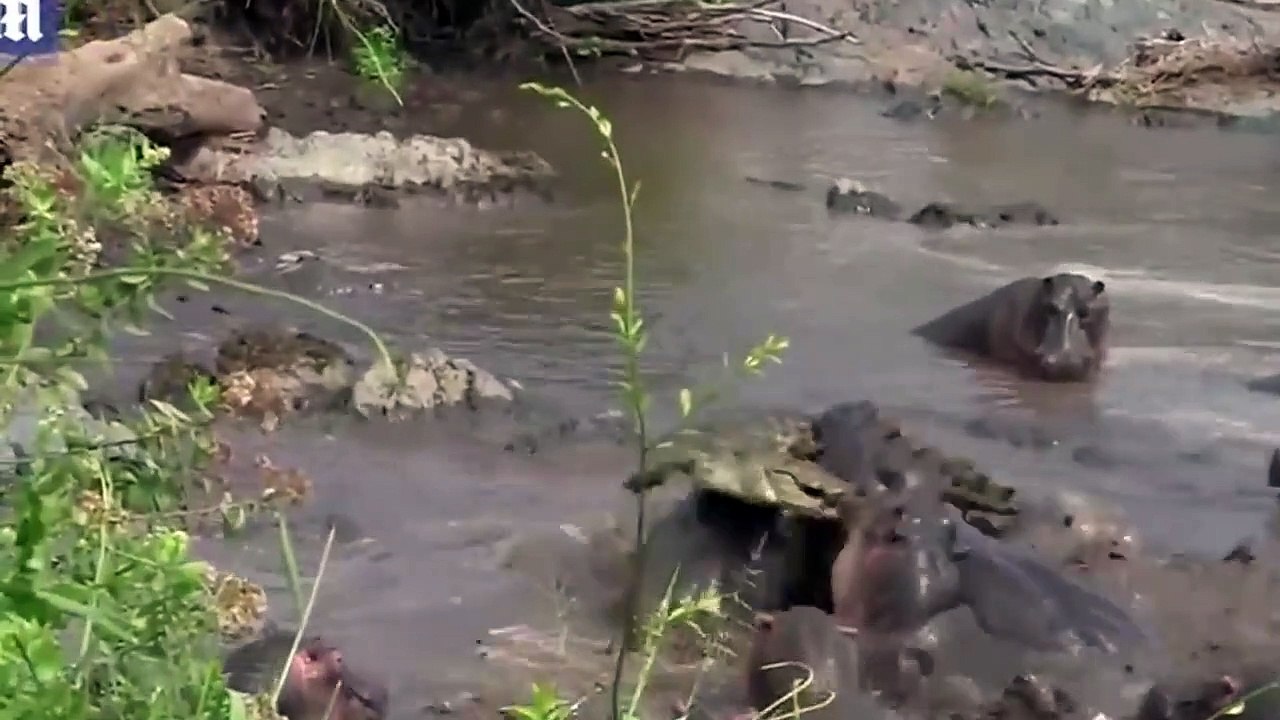 wild animals