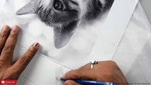 HOW TO DRAW A CAT _ REALISTIC CAT _ 65  HOURS TIMELAPSE _ PORTRAIT SKETCH OF A CAT
