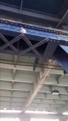 Pigeons causing health hazard on Craigavon Bridge, says MLA Martina Anderson