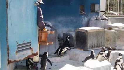 African penguin　ケープペンギン　【千葉市動物公園】