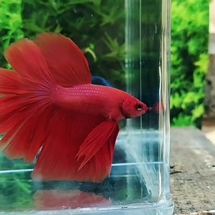 red fish