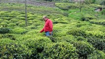 Karadeniz’e ‘çay göçü’ için 10 gün izole şartı