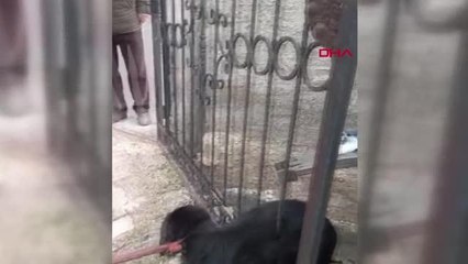 Son dakika haber | KONYA Demir parmaklıklara sıkışan köpeği itfaiye kurtardı