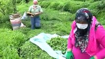 Karadeniz'e 'çay göçü' için 10 gün izole şartı