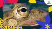 Brèves de nature sauvage à Paris : la grenouille verte