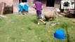 Funny Sheep Attacking People Compilation - Funniest Animals Videos 202 720 x 1280
