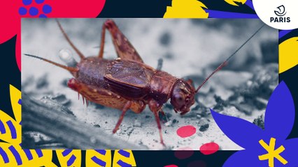 Brèves de nature sauvage à Paris : le grillon des bois
