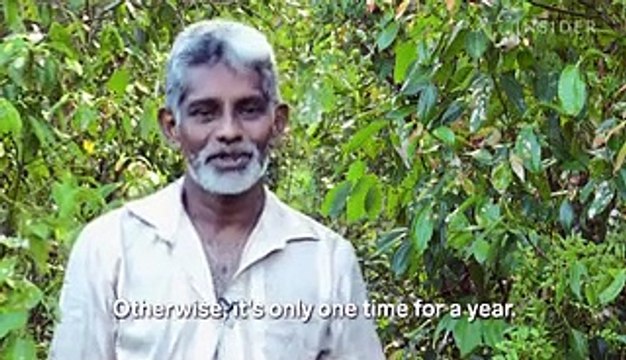 A pound of cinnamon quills can cost $27 — here's why it's one of the most expensive spices