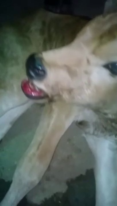 I found this poor cow dying a lon | someone cut his mouth and left him to die