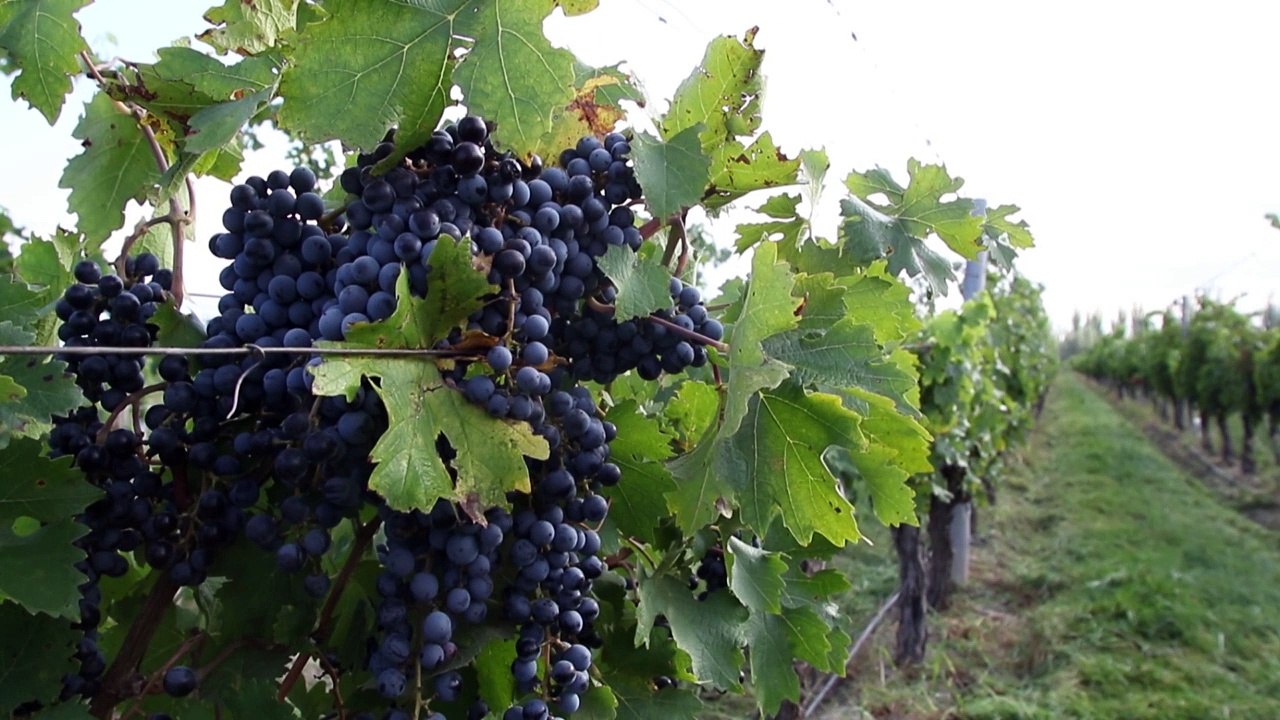 La pandemia le sienta bien al vino argentino, pero las bodegas están lejos de celebrar