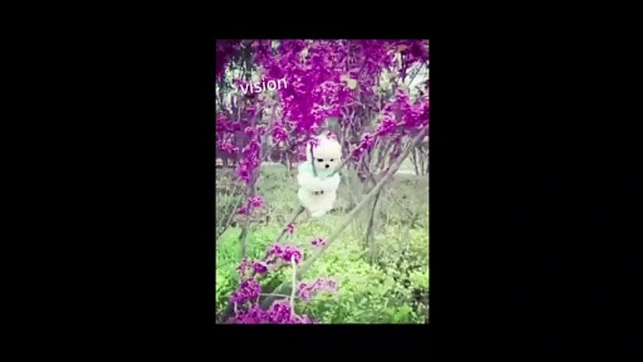 cute puppy status video