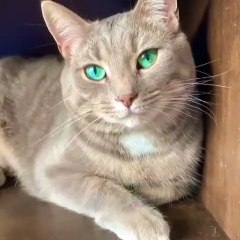 Cat with green eyes | funny moments