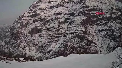 TUNCELİ Kırmızı listedeki vaşak, jandarmanın foto kapanına takıldı