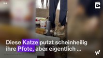 Diese Katze putzt sich nur ihre Pfote ... oder doch nicht?!