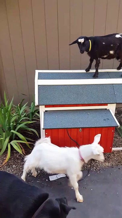Fainting Goat Takes a Fall