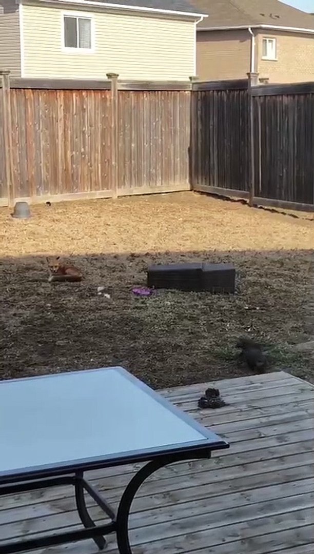 ⁣Baby Foxes in the Back