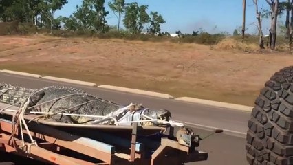 On ne croise pas ça tout les jours : un crocodile géant sur la route