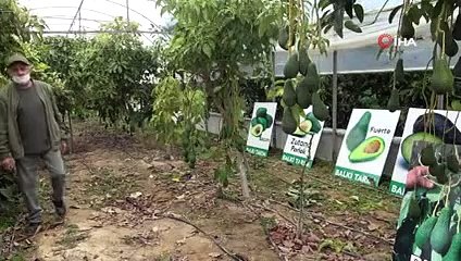 Türkiye’de İlk Kez Serada Üretilen Avokadonun Hasadı Yapıldı