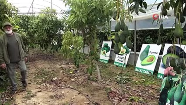 Türkiye’de İlk Kez Serada Üretilen Avokadonun Hasadı Yapıldı