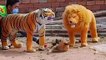 Funny Videos Animals 2021 ll Cute Pets Animals Funny Compilations ll 2021 funny videos