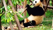 Panda Eating Yummy Bamboo Breakfast