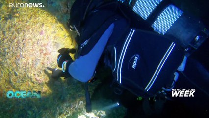 Empresa portuguesa procura nos oceanos cura para doenças