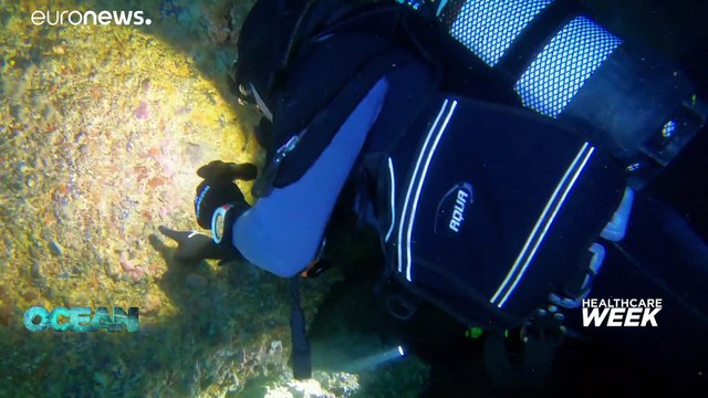 Лекарства из океана: как поправить здоровье за счёт морских биоресурсов?