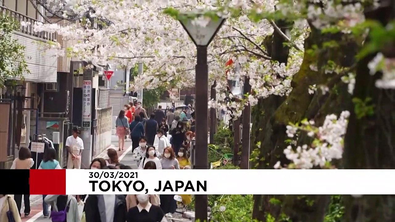 Wieder Kirschblütenfest Hanami - Hoffnung auf Zeit nach Corona