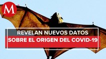 Coronavirus pudo pasar de murciélagos a humanos a través de otro animal_ OMS