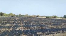 ग्राम बापचा में किसान के खेत में गेहूं की कटी हुई फसल में शार्ट सर्किट से लगी आग