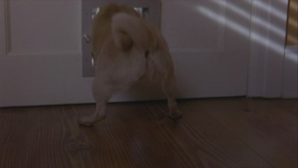 Watch Police Officers Use Dogs Toys to Coax Coyote from South Carolina Kitchen