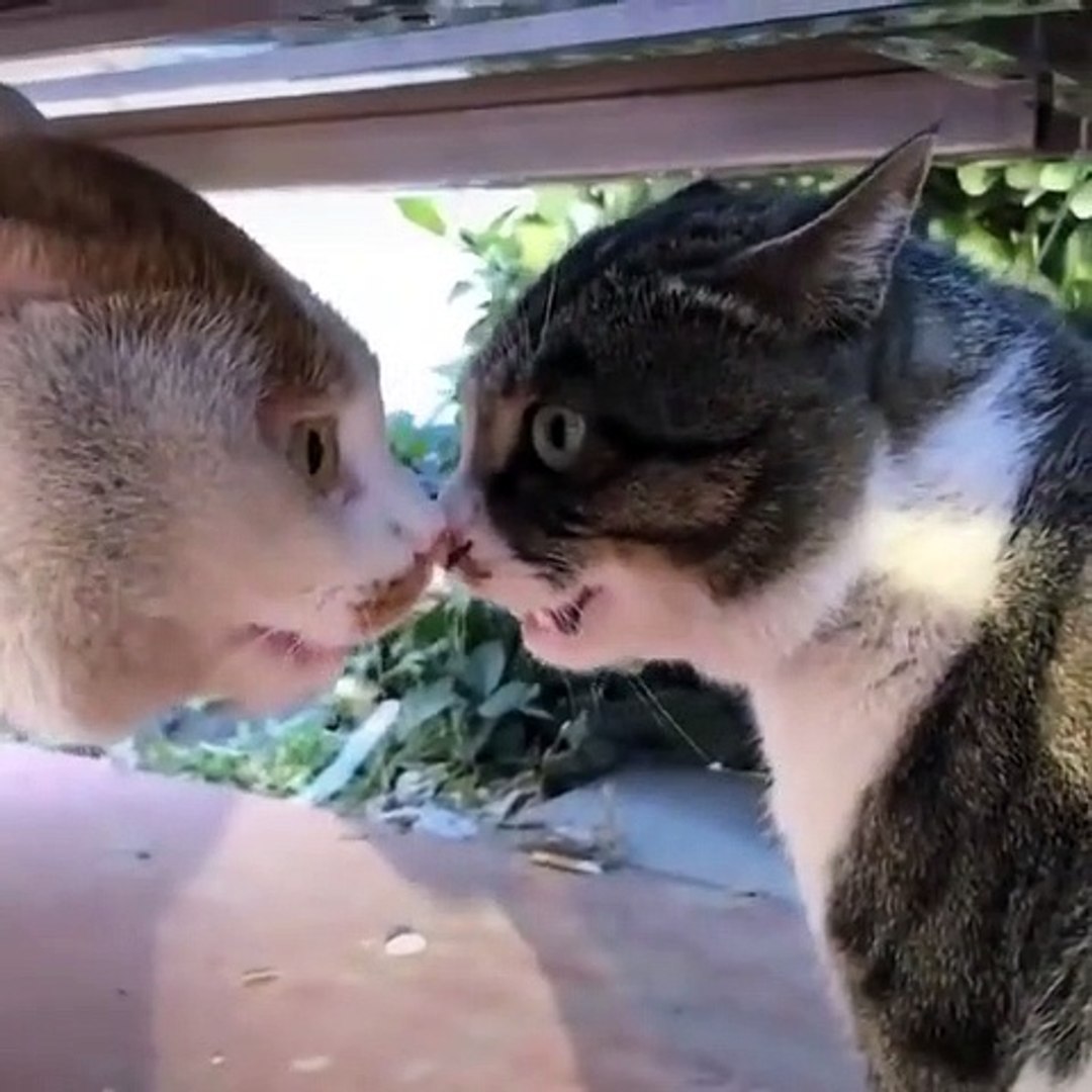 Cats meowing, Cats meowing loudly, Cat meowing