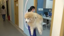 China implementa seguros médicos para mascotas