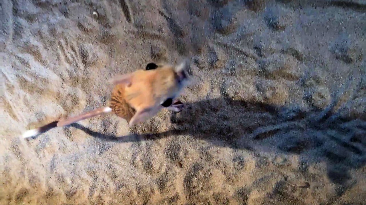Adorable Jerboa Jumps for Attention