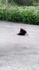 Lonely Dog Finally Makes a Monkey Friend