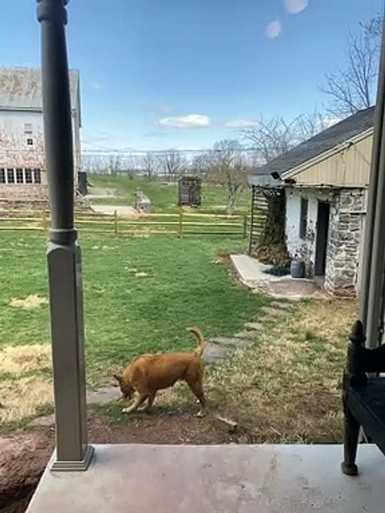 Dogs at Different Energy Levels