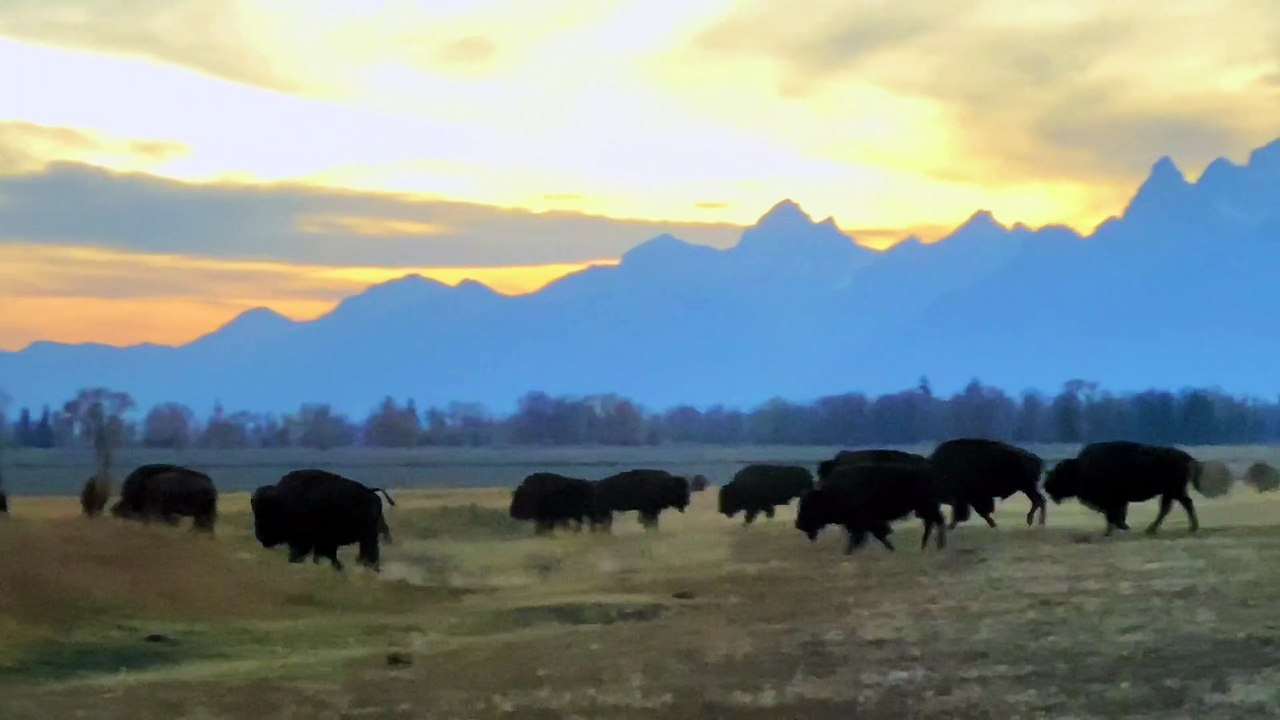 Wild Buffalo Herd Grazing in Front of the Tetons