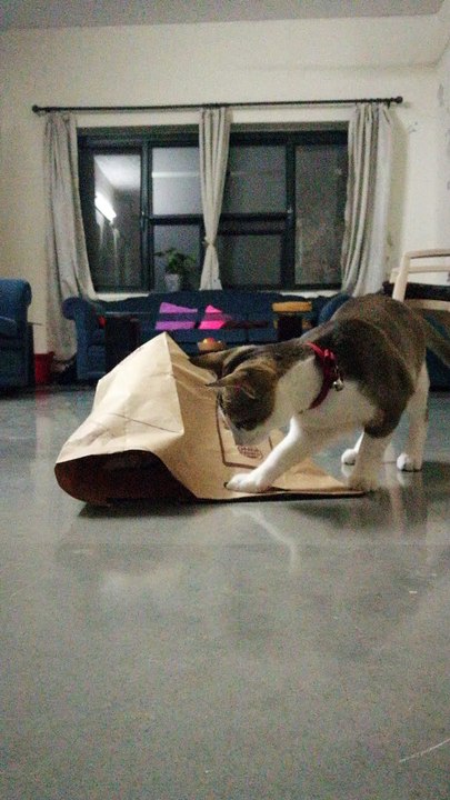 Cats Play Hide-and-Seek with a Paper Bag