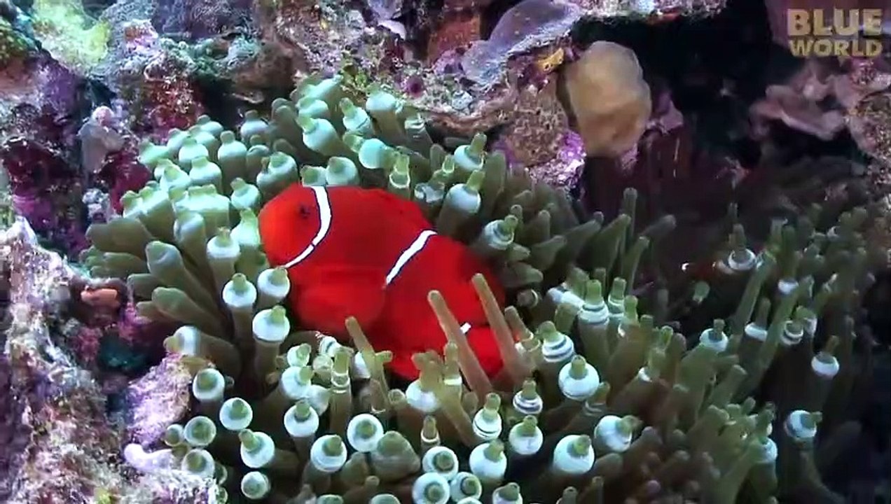 Sea Snake