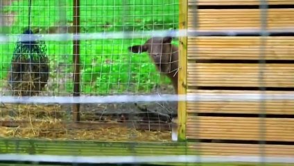 Rich House Poor House S3E5 HD