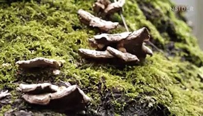 These eco-friendly coffins made of fungi are making death less toxic