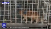 [이슈톡] 사자 우리에 개…황당한 中 동물원