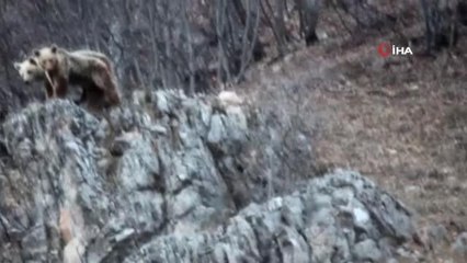 Kış uykusundan uyanan anne ve yavru ayılar görüntülendi